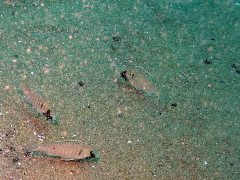 Placidochromis electra 'Gome'